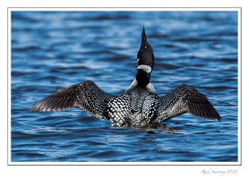 loon flap 1e.jpg